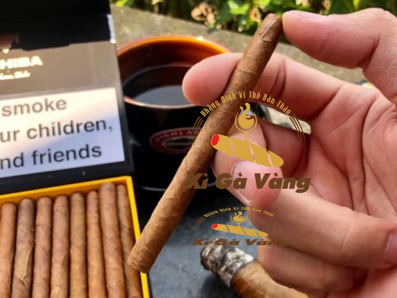 Xì gà mini Cohiba có mức giá phải chăng